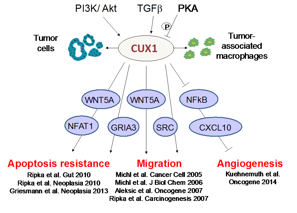 Schematische Darstellung der Vorarbeiten zur Charakterisierung des CUX1 Signalwegs. 